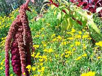 گل تاج خروس دم گربه‌ای (2 نکته مهم)