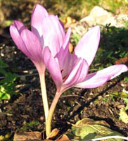 گل حسرت (2 نکته مهم) گل حسرت (2 نکته مهم)