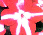 گل حنای ستاره‌ای (2 نکته مهم)