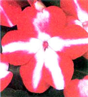 گل حنای ستاره‌ای (2 نکته مهم)