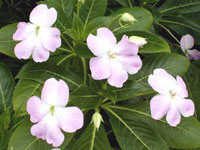 گل حنای پر گلبرگ (2 نکته مهم)