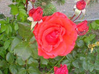 گل رز (2 نکته مهم)