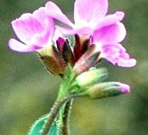 گل رشاد (2 نکته مهم)