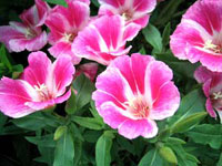 گل ریحانی (2 نکته مهم) گل ریحانی (2 نکته مهم)
