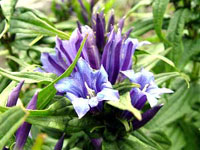 گل سپاس (2 نکته مهم) گل سپاس (2 نکته مهم)
