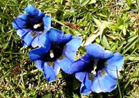 گل سپاس (جنتیانا) (2 نکته مهم) گل سپاس (جنتیانا) (2 نکته مهم)