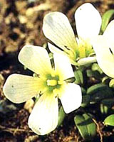 گل سپاس سفید (2 نکته مهم)