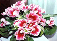 گل كاردینال سوئیسی (2 نکته مهم) گل كاردینال سوئیسی (2 نکته مهم)