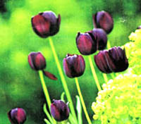 گل لاله سیاه (2 نکته مهم) گل لاله سیاه (2 نکته مهم)