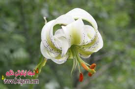 گل لیلیوم (2 نکته مهم) گل لیلیوم (2 نکته مهم)