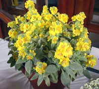 گل ماهور زرد (2 نکته مهم)