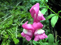 گل میمون (2 نکته مهم)