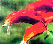 گل میگو (2 نکته مهم)