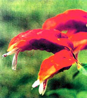 گل میگو (2 نکته مهم) گل میگو (2 نکته مهم)