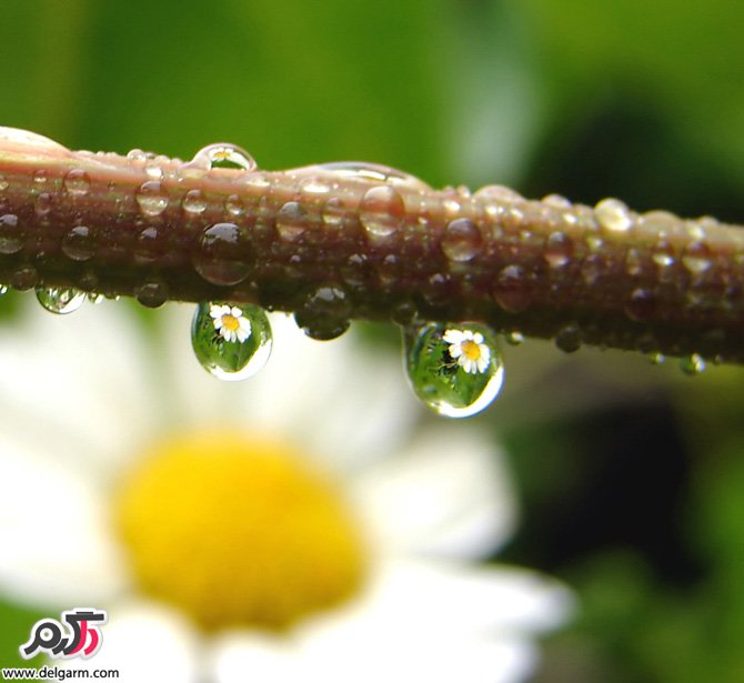گل هاي زيبا سري اول (2 نکته مهم) گل هاي زيبا سري اول (2 نکته مهم)