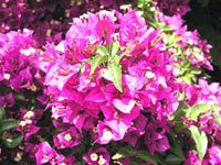 گل کاغذی (2 نکته مهم) گل کاغذی (2 نکته مهم)