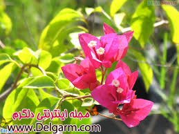 گل کاغذی و رویش آن (2 نکته مهم) گل کاغذی و رویش آن (2 نکته مهم)