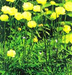 گل کروی (2 نکته مهم)