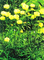 گل کروی (2 نکته مهم)