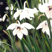 گلایل (2 نکته مهم)