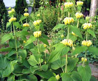 گوش بره (2 نکته مهم) گوش بره (2 نکته مهم)