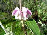 گوش بره ارغوانی (2 نکته مهم) گوش بره ارغوانی (2 نکته مهم)