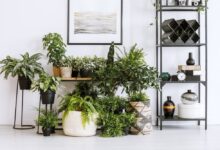 گیاه آپارتمانی چیست و چه کاربردی برای منزل دارد ؟