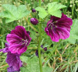 گیاه بوته ای بنام پنیرک (2 نکته مهم)