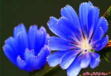 گیاه دارویی کاسنی (2 نکته مهم)