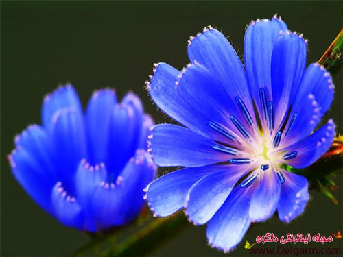 گیاه دارویی کاسنی (2 نکته مهم) گیاه دارویی کاسنی (2 نکته مهم)