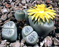 گیاه سنگی (2 نکته مهم) گیاه سنگی (2 نکته مهم)