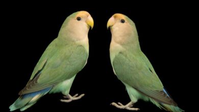 ۱۲ راه ساده و آسان برای تشخیص کوتوله برزیلی سالم (2 نکته مهم)