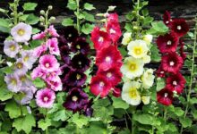 ۲۰ خاصیت معجزه آسای گل ختمی برای سلامت بدن و درمان گلو درد (2 نکته مهم)