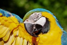 ۳۳۶ اسم خاص انگلیسی و فارسی برای پرنده (2 نکته مهم)