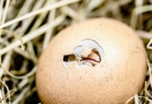 ۴۵ پرسش و پاسخ کلیدی در مورد نگهداری جوجه مرغ (2 نکته مهم)