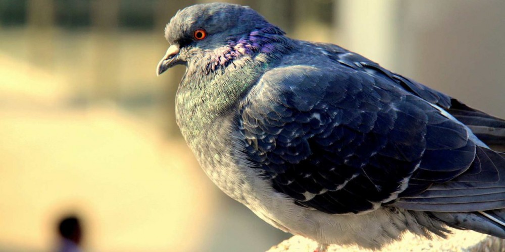 ۵ نشانه بارز کبوترهای پرشی (ساعتی) (2 نکته مهم) ۵ نشانه بارز کبوترهای پرشی (ساعتی) (2 نکته مهم)