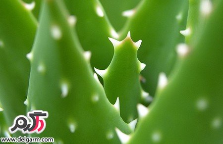 از خواص گیاهی آلوئه ورا چه می دانید (2 نکته مهم)