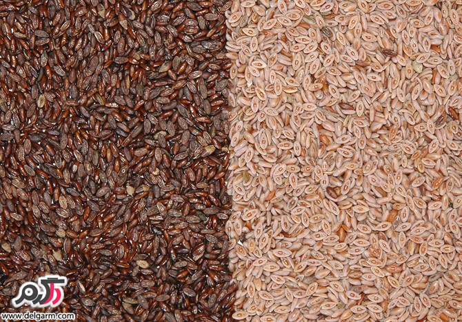 خاصیت اسفرزه ( Plantago psyllium ) (2 نکته مهم)