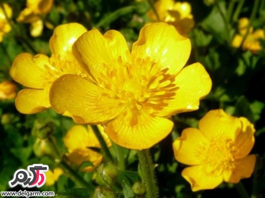 خواص دارویی و درمانی عرق گیاه آلاله (2 نکته مهم)