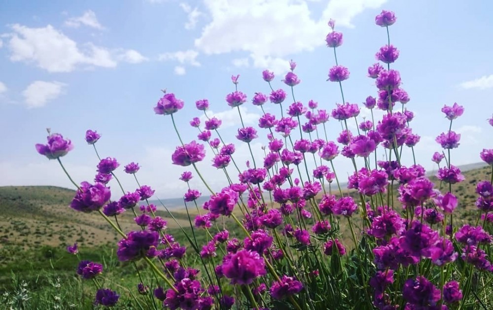 خواص دارویی و درمانی گل اروانه (2 نکته مهم)