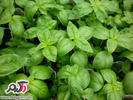 خواص ریحان و استفاده آن در طب سنتی (2 نکته مهم)