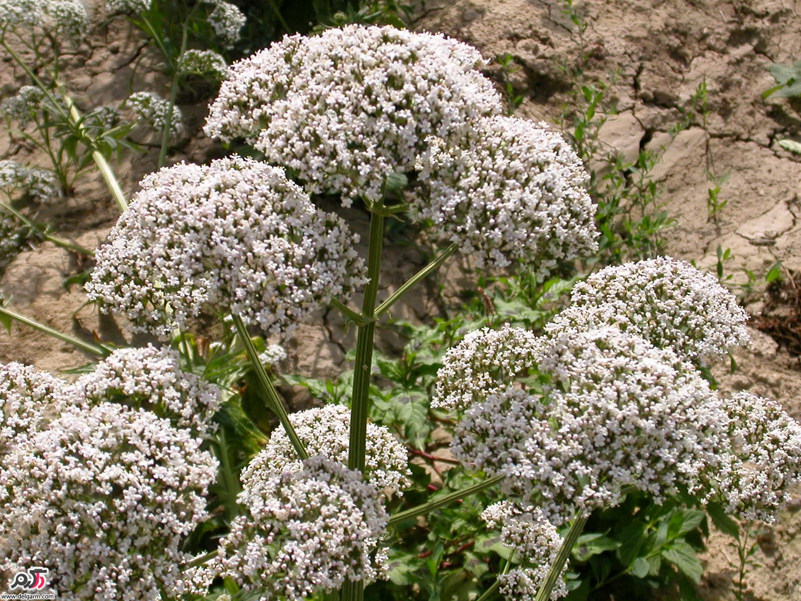 خواص سنبل الطیب