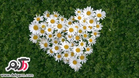 درمان سینوزیت با دمنوش گل بابونه همراه با خواص آن (2 نکته مهم)