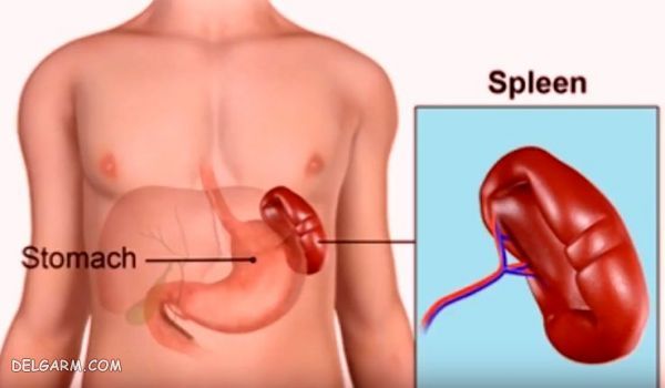 بدون کدام اندام ها باز هم زنده می مانیم ؟