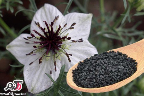فواید بی نظیر دانه چیا را میدانید؟! (2 نکته مهم)