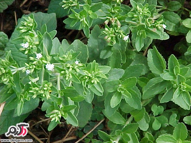 فواید دارویی و درمانی گیاه استویا (2 نکته مهم)