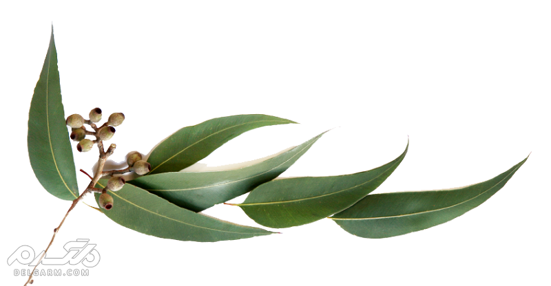 خواص روغن اکالیپتوس