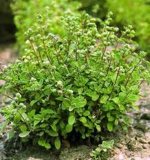 قبل از مصرف خودسرانه دم نوش ها خواص آنها را بدانید  (2 نکته مهم)