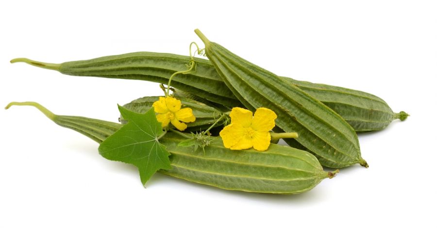 قنطوریون صغیر : ۲۷ خاصیت دارویی و درمانی گیاه لوفا (2 نکته مهم)