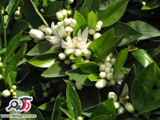 معرفی خواص عرق های گیاهی